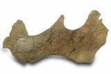 Fossil Hadrosaur (Edmontosaurus) Jugal Bone - Wyoming #377988-2